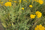 Schafgarbe (hohe Art) – Achillea filipendulina „Cloth of Gold“