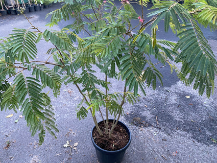 Persischer Schlafbaum - Albizia julibrissin 'Ombrella'