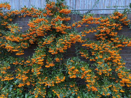 Feuerdorn - Pyracantha 'Orange Glow'