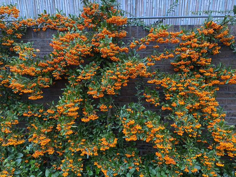 Feuerdorn - Pyracantha 'Orange Glow'