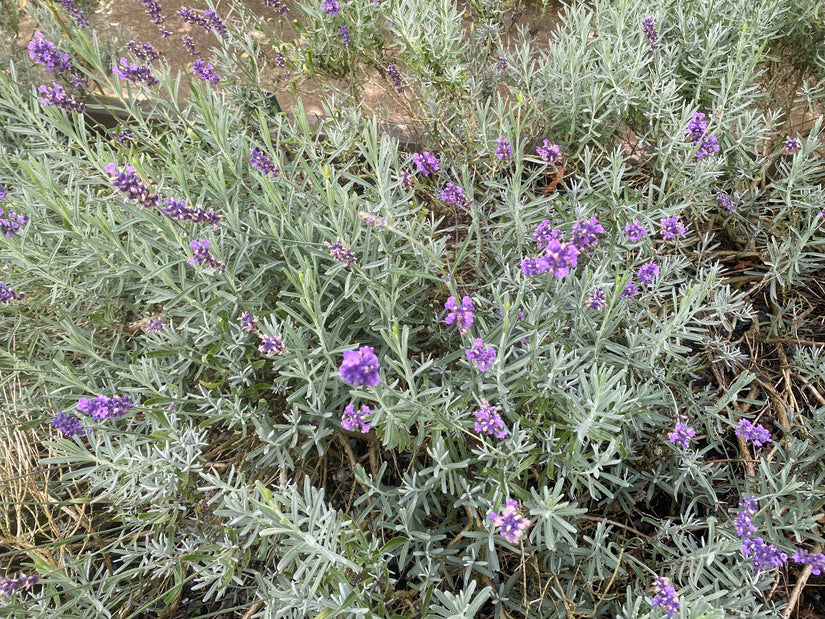 Gewöhnlicher Lavendel - Lavandula angustifolia 'Dwarf Blue'