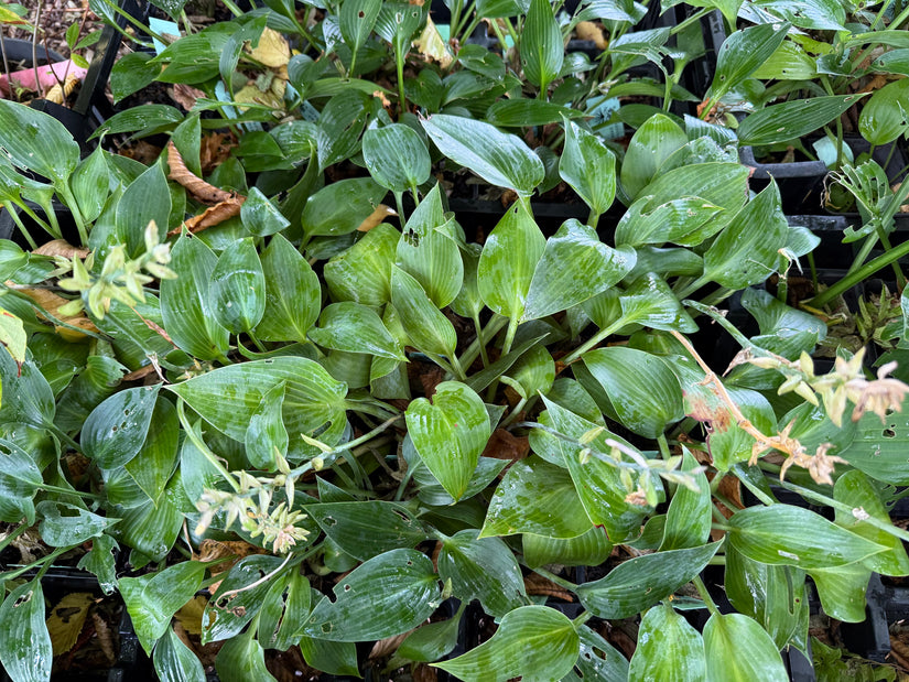 Herzlilie - Hosta tardiana 'Halcyon'