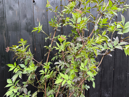 Schwarzer Holunder - Sambucus nigra 'Black Beauty'