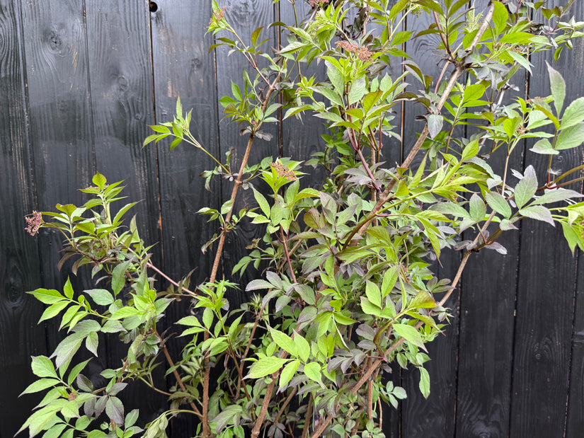 Schwarzer Holunder - Sambucus nigra 'Black Beauty'