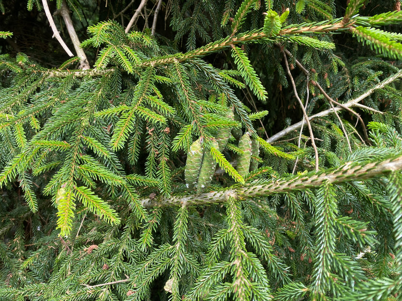 Picea orientalis 'Aureospicata'