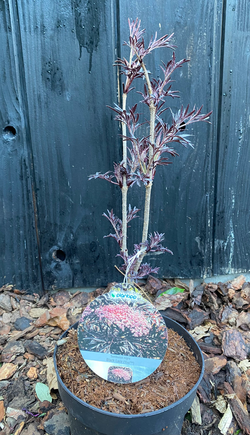 Schwarzer Holunder - Sambucus nigra 'Black Lace'
