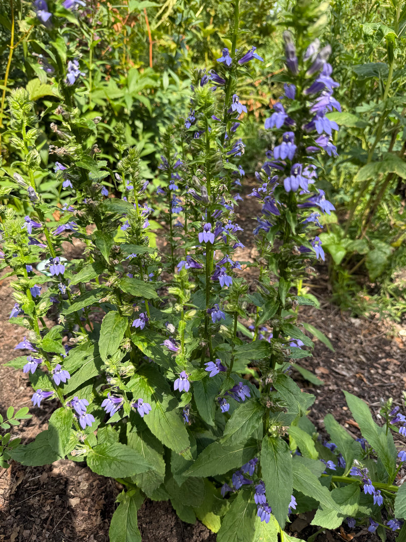 Virginische Lobelie - Lobelia siphilitica