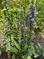 Virginische Lobelie - Lobelia siphilitica