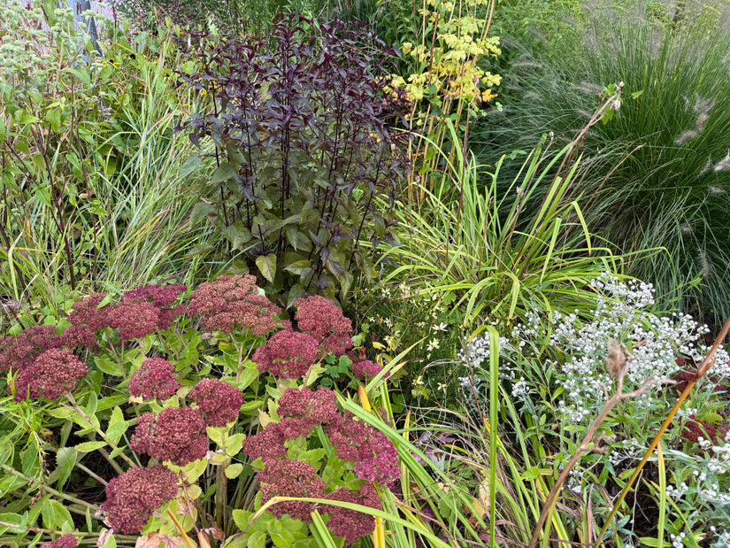 Königinnenkraut - Eupatorium rugosum 'Chocolate'