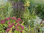 Königinnenkraut - Eupatorium rugosum 'Chocolate'