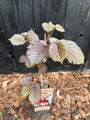 Hasel - Corylus avellana 'Rote Zellernuss'