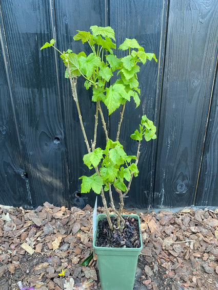 Bio-Schwarze / Rote Johannisbeere - Ribes nigrum 'Titania'