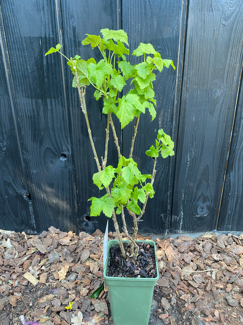 Bio-Schwarze / Rote Johannisbeere - Ribes nigrum 'Titania'