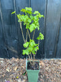 Bio-Schwarze / Rote Johannisbeere - Ribes nigrum 'Titania'