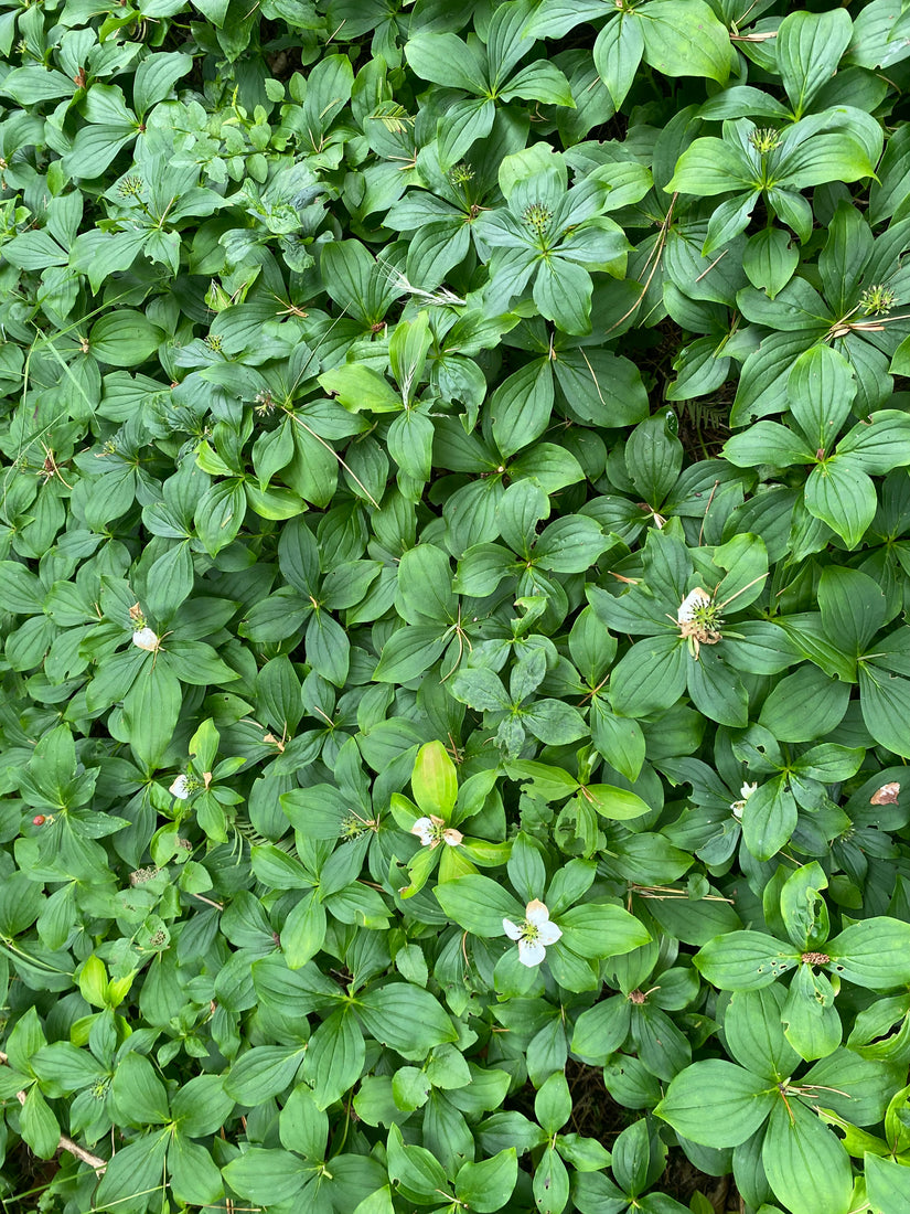 Kriechender Kanadischer Hartriegel – Cornus canadensis Bodendecker (auch pro/m2)