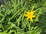 Bio-Taglilie - Hemerocallis 'Stella de Oro'