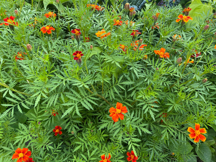 Kleine Ringelblume - Tagetes patula 'Sunshine Orange'