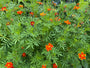 Kleine Ringelblume - Tagetes patula 'Sunshine Orange'