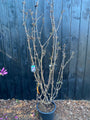 Schwarzer Holunder - Sambucus nigra 'Black Tower'