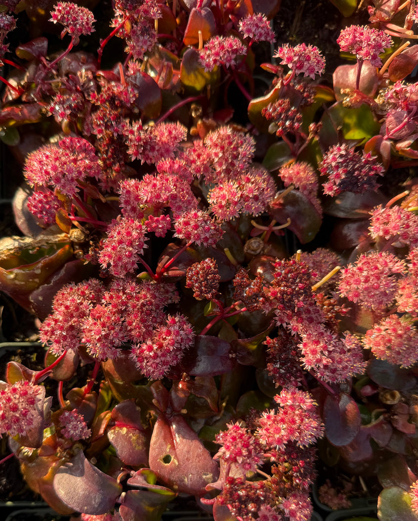 Bio-Fetthenne - Sedum 'Purple Emperor'