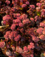 Bio-Fetthenne - Sedum 'Purple Emperor'