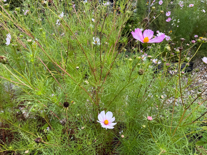Kosmee - Cosmos bipinnatus