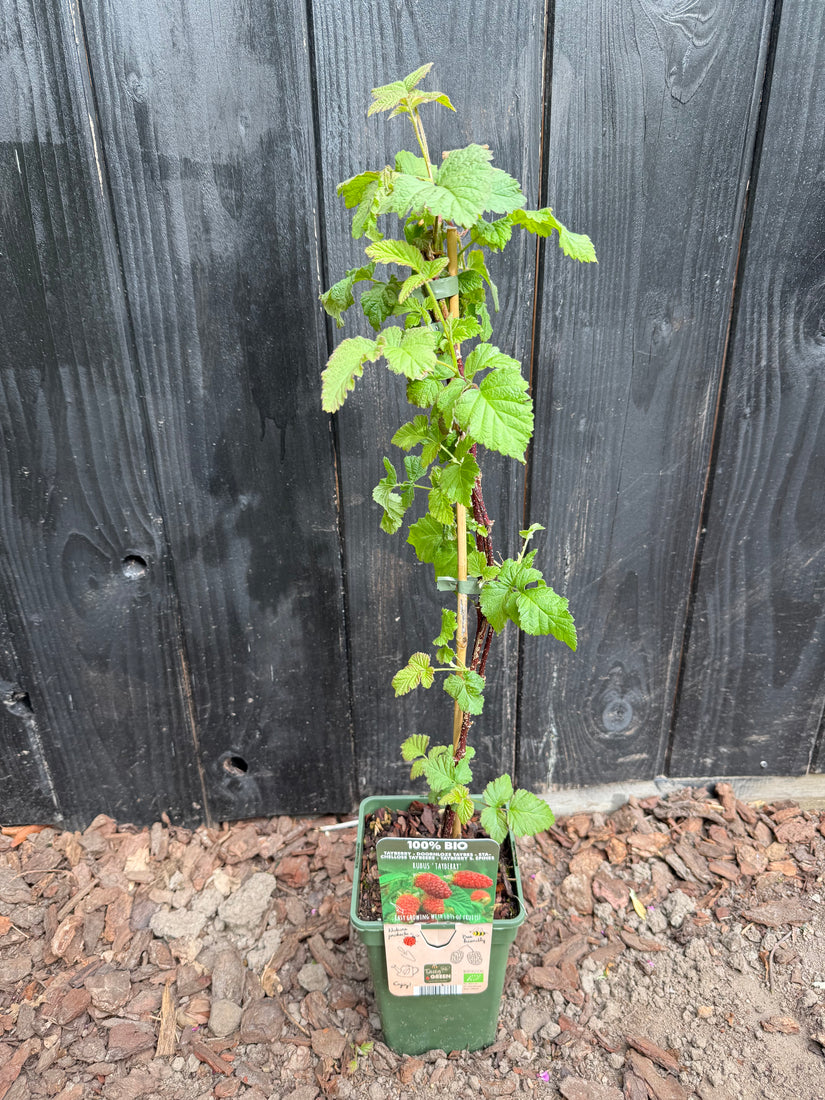 Bio-Brombeere - Rubus-Hybride 'Tayberry'