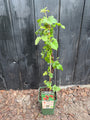 Bio-Brombeere - Rubus-Hybride 'Tayberry'