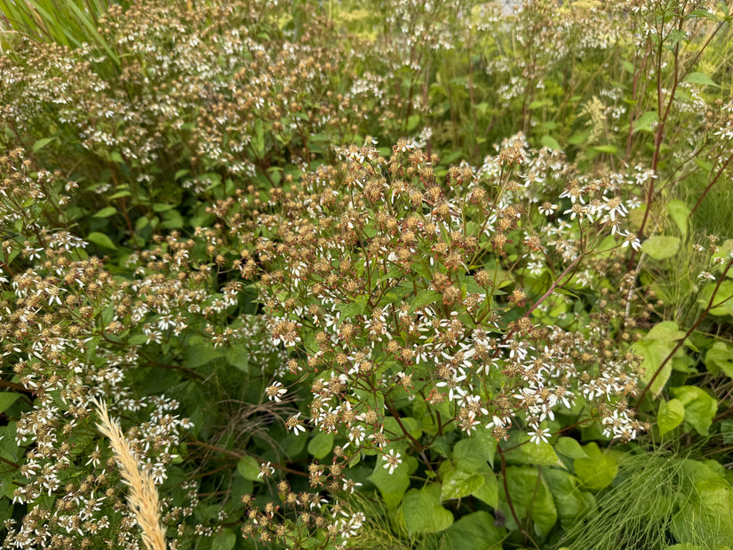 Schneesternaster (Höhe 60 cm) - Aster divaricatus