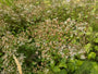 Schneesternaster (Höhe 60 cm) - Aster divaricatus