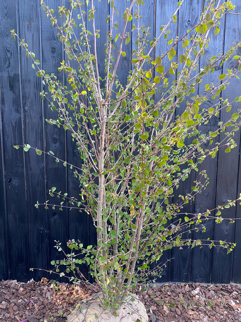 Mehrstämmige Katsura - Cercidiphyllum Japonicum (Katsura)