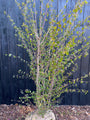 Mehrstämmige Katsura - Cercidiphyllum Japonicum (Katsura)