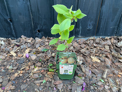 Bio-Kiwi - Actinidia deliciosa 'Jenny' (selbstbestäubend)