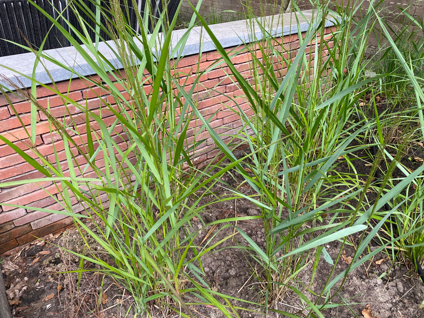 Fingergras - Panicum virgatum