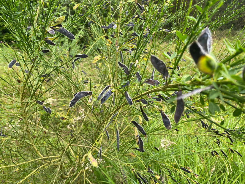 Ginster - Cytisus praecox TIPP