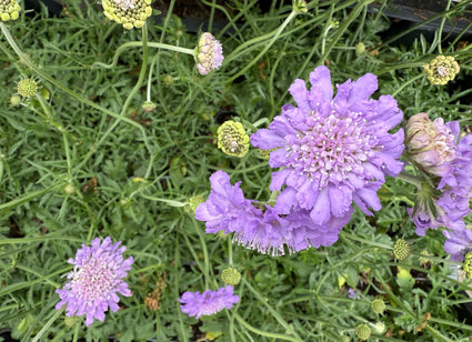 Taubenkraut - Scabiosa columbaria 'Pink Mist'