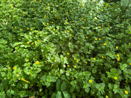 Eiche mit Flügeln - Lysimachia nemorum