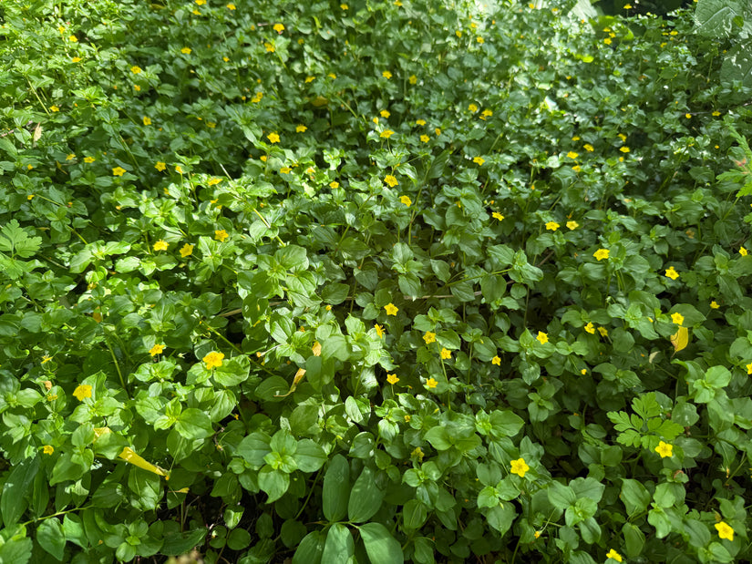 Eiche mit Flügeln - Lysimachia nemorum