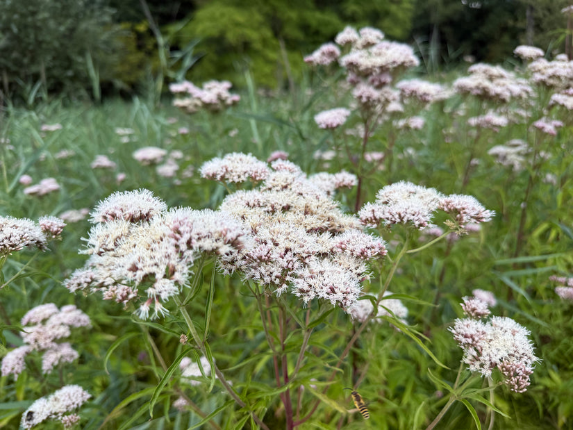 Leberblümchen / Königinnenkraut (Wuchshöhe 125 cm) - Eupatorium cannabinum