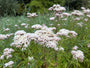 Leberblümchen / Königinnenkraut (Wuchshöhe 125 cm) - Eupatorium cannabinum