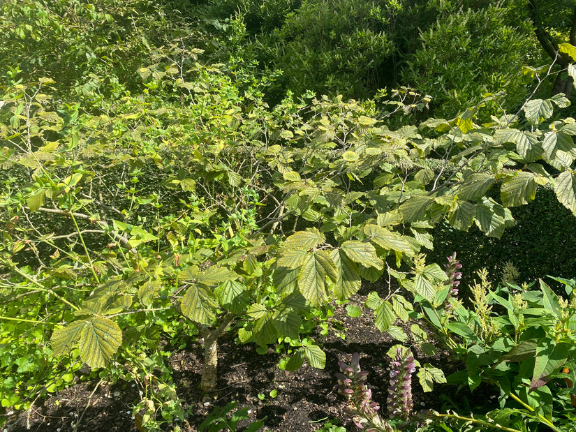 Zaubernuss - Hamamelis x intermedia 'Diane'