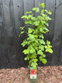 Bio-Himbeere - Rubus idaeus 'Twotimer Sugana Red'®'