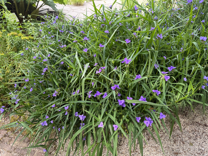 Tagesblume - Tradescantia 'Zwanenburg Blue'
