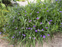 Tagesblume - Tradescantia 'Zwanenburg Blue'