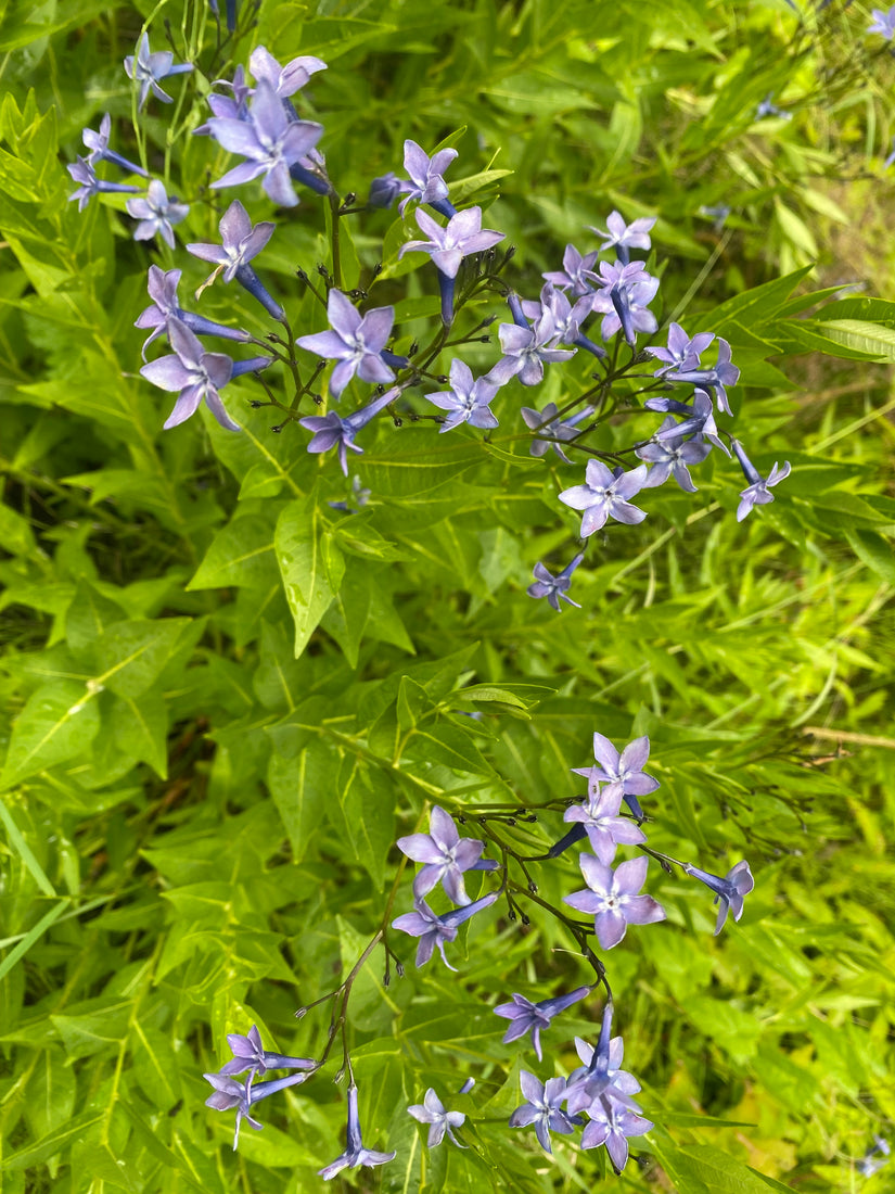 Blauer Stern - Amsonia tabernaemontana