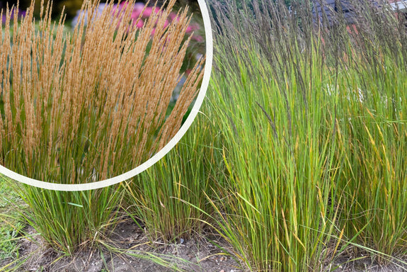 Straußenrohr - Calamagrostis x acutiflora 'Karl Foerster' 