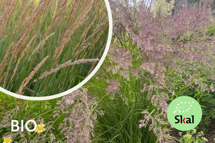 Straußenrohr - Calamagrostis x acutiflora 'Overdam'