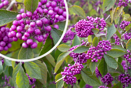 Schönheitsfrucht - Callicarpa bodinieri 'Profusion Dwarf'