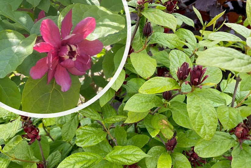 Gewürzstrauch - Calycanthus floridus