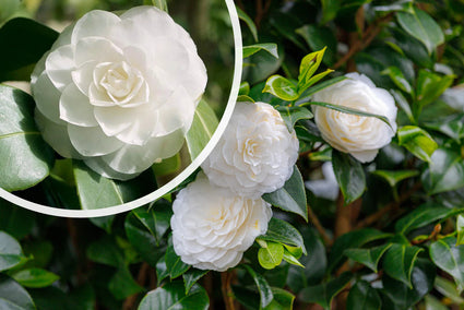 Kamelie (Weiß) - Camellia japonica 'Powder Puff'